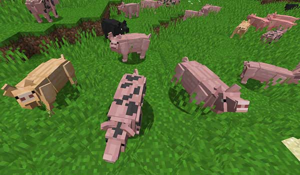 Image where we can see the new aspect that the pigs will have, after installing the Better Animal Models mod.